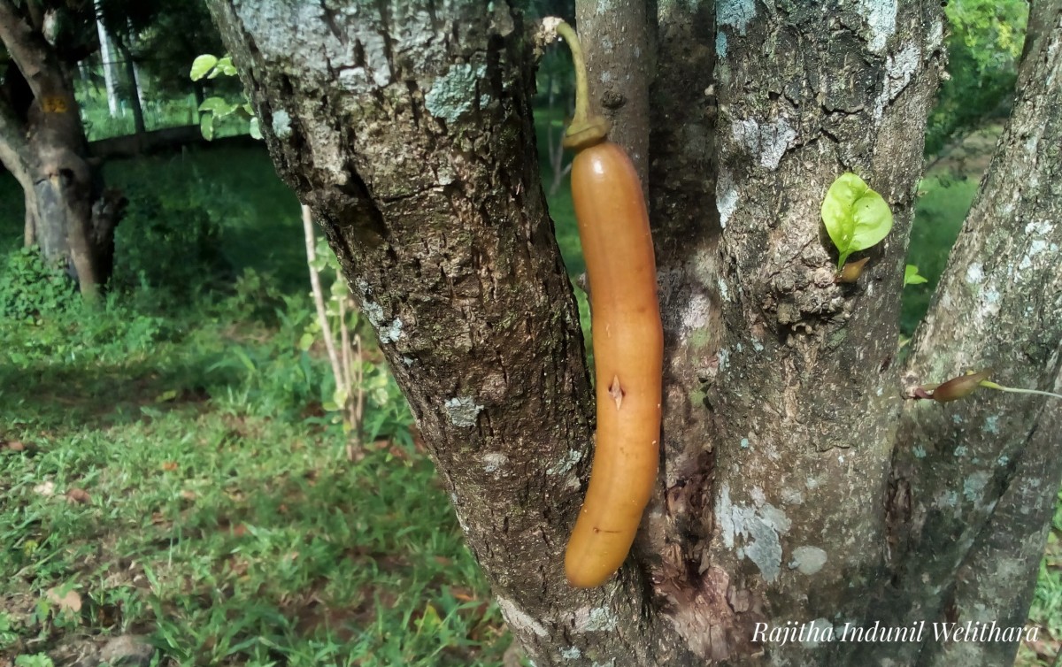 Parmentiera cereifera Seem.